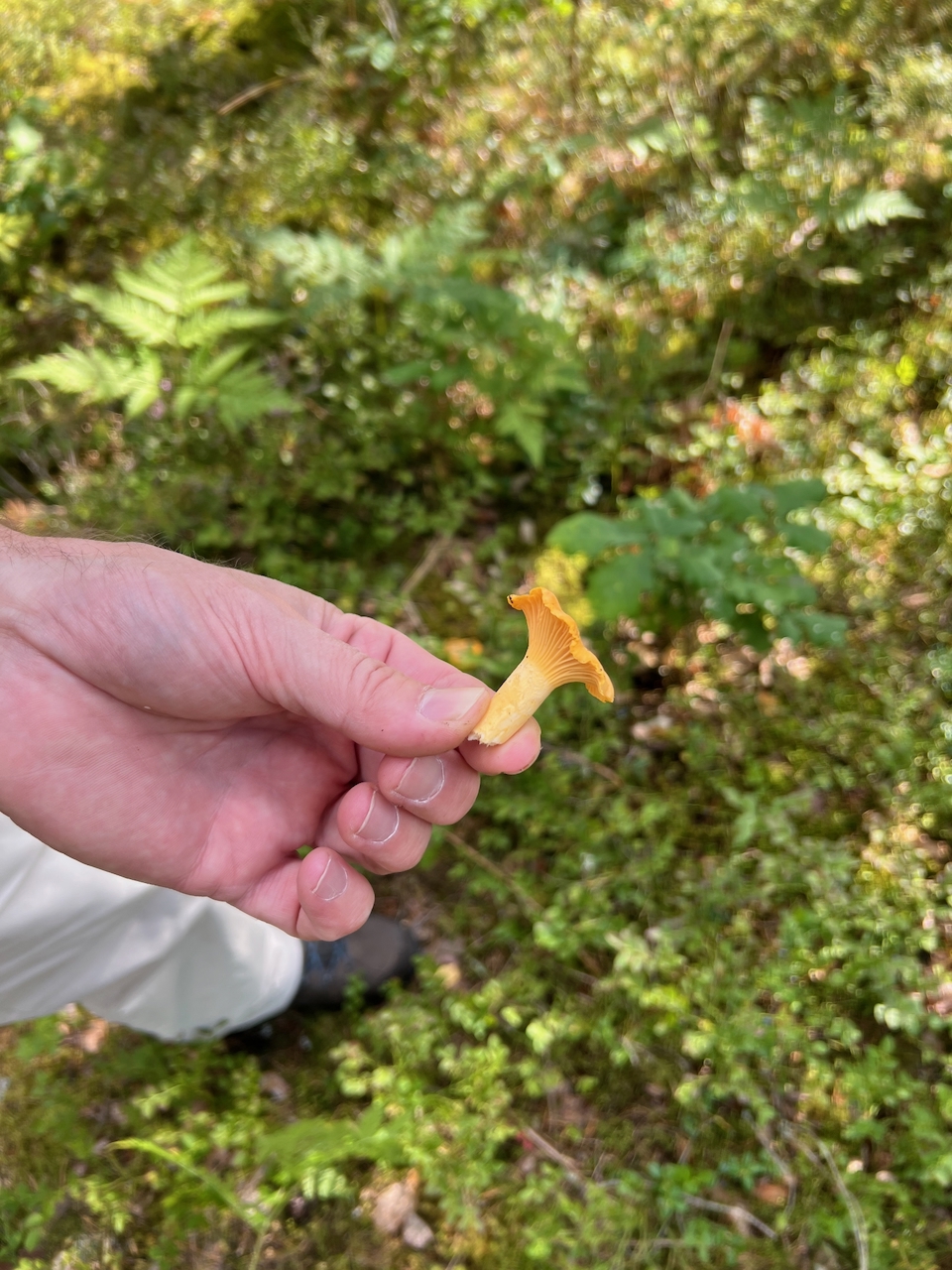 Pfifferlinge sammeln in Schweden