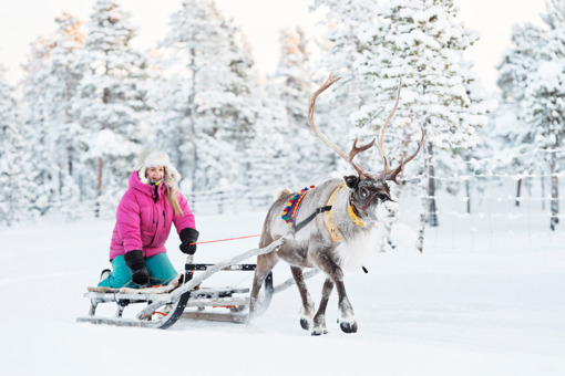 Rentier-Schlitten in Nordschweden
