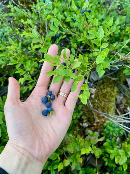 Wilde Blaubeeren aus Schweden
