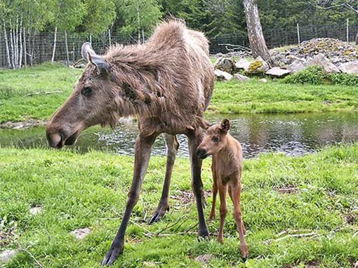 Baby-Elch im Elchpark Grönåsen