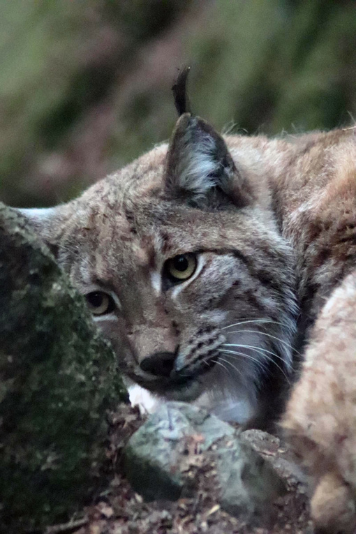 Karpaten-Luchs