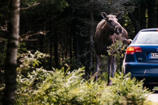Elch im Smålandet Markaryds Älgsafari