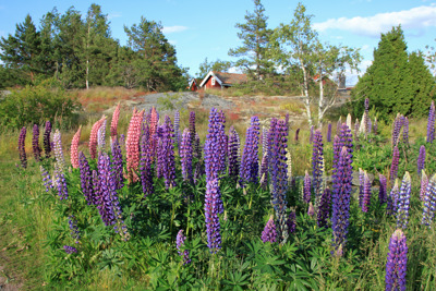 Schwedischer Sommer voraus